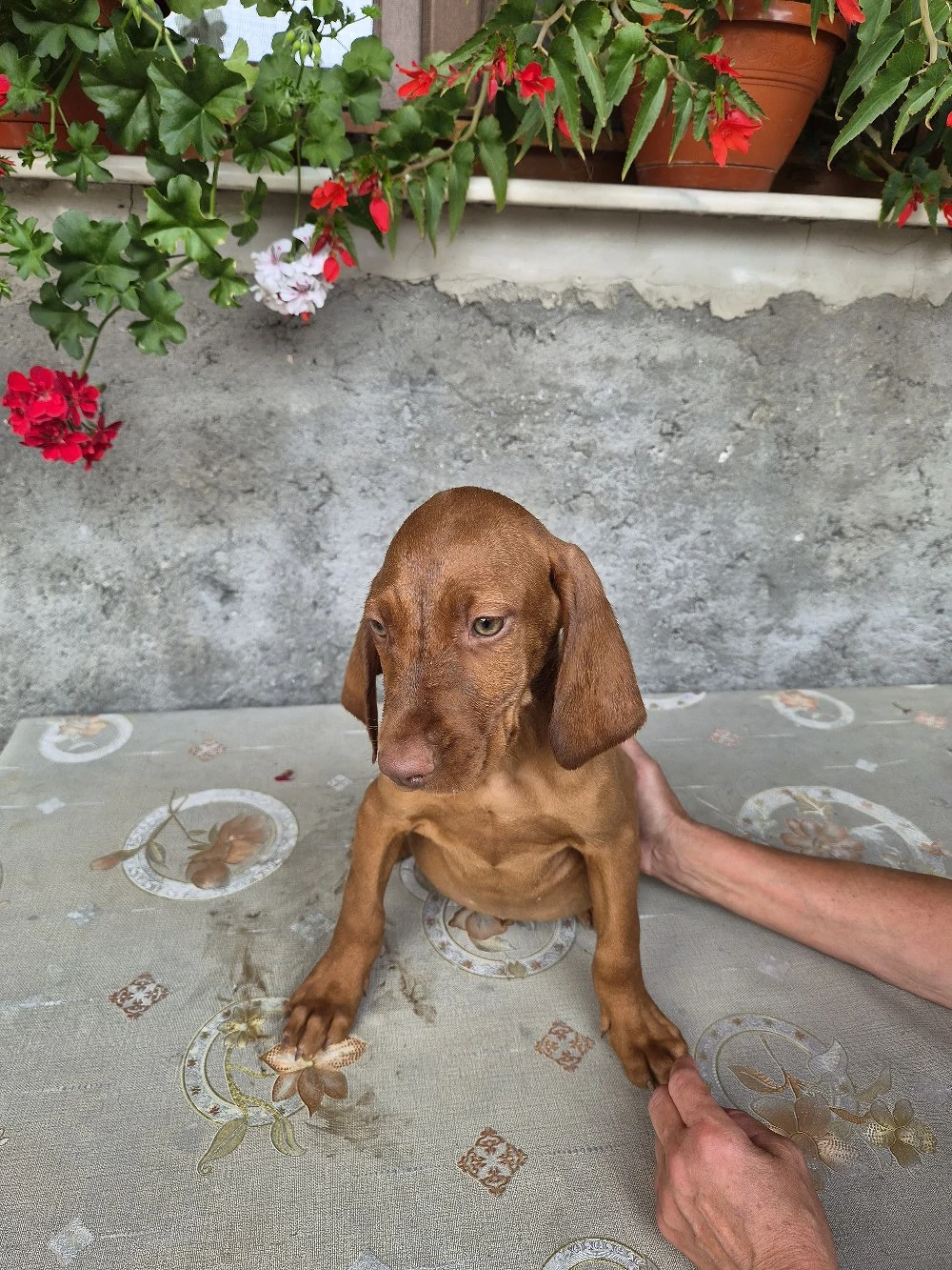 Cătei Vizsla