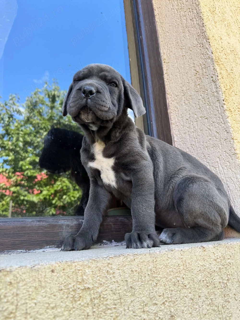 femela cane corso cafeniu pui
