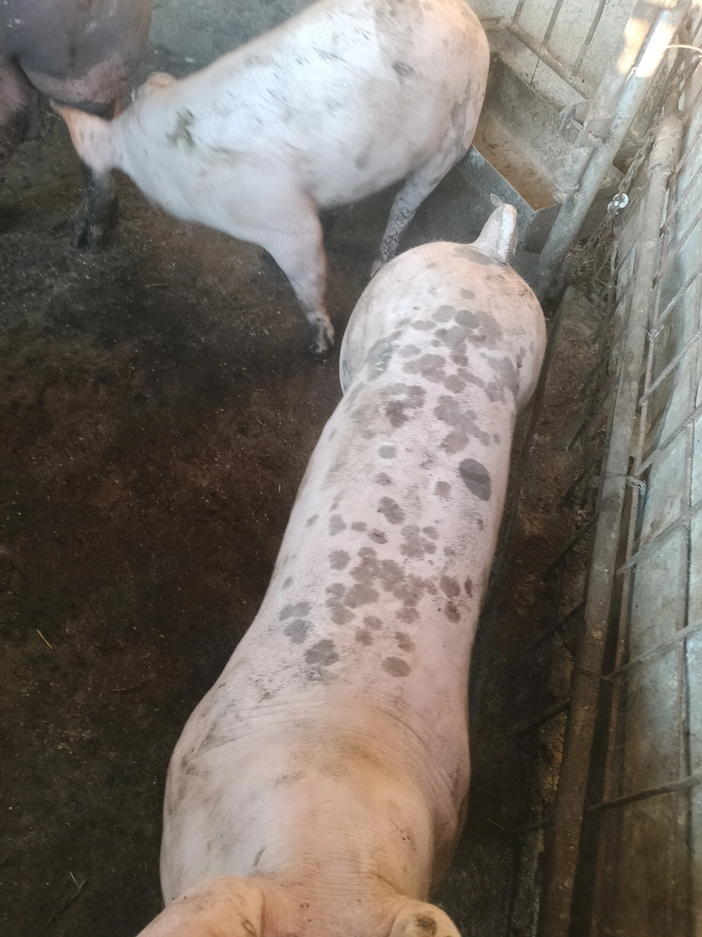 Vând 2 șoldani Pietrain de aproximativ 45 kg.
