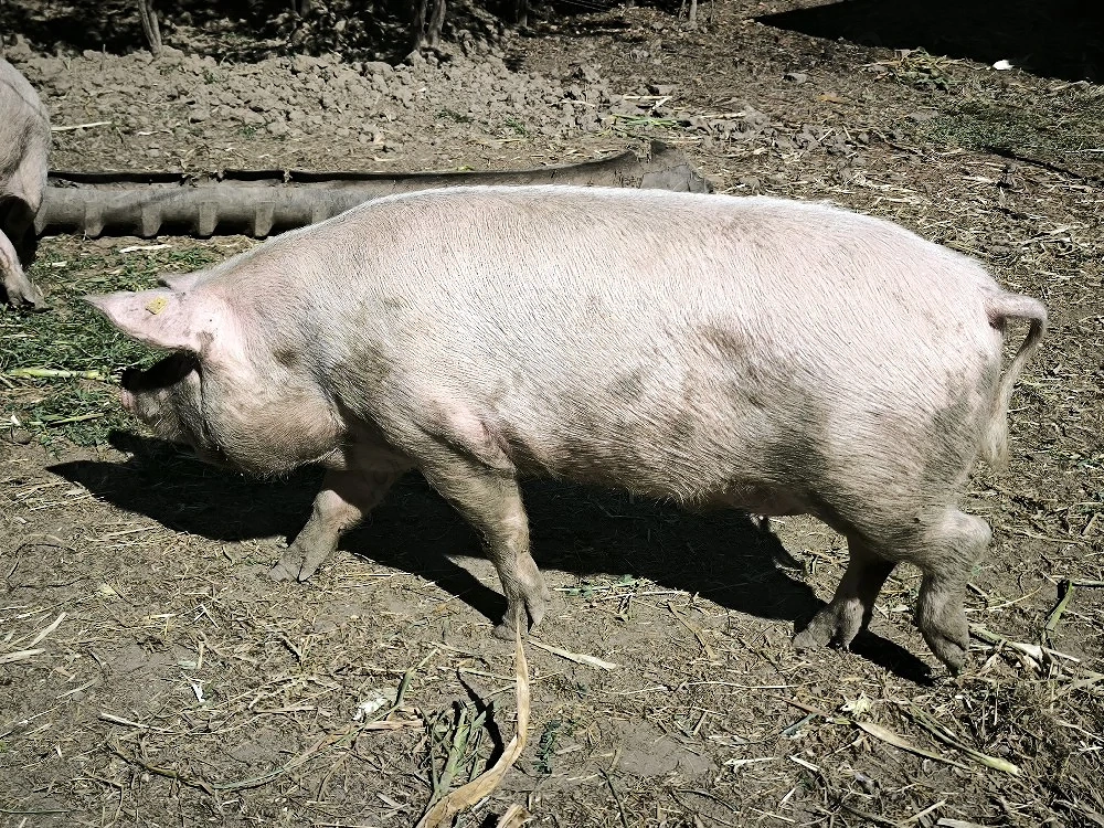 vând porci mari! scroafa cu purcei șoldani 