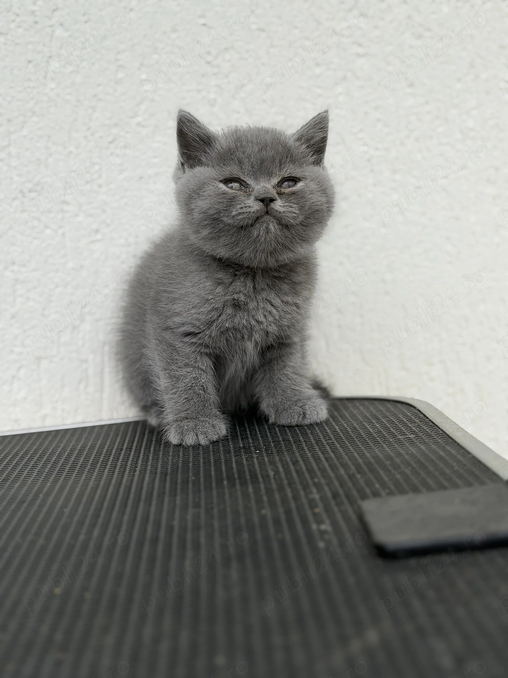 British Shorthair blue baietel