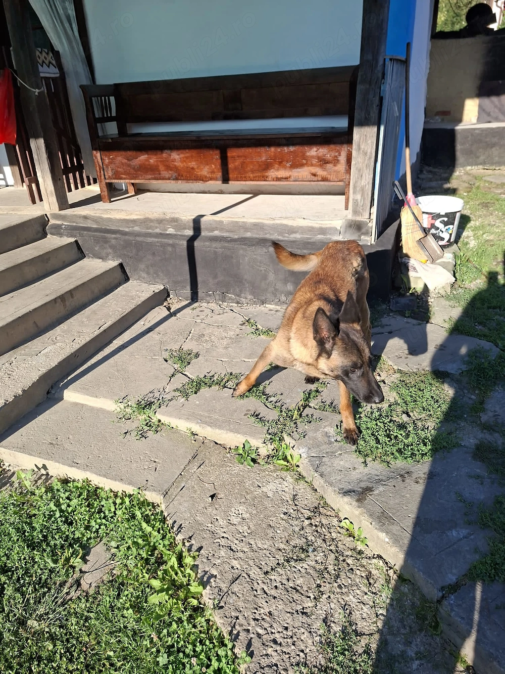 Femela malinois 