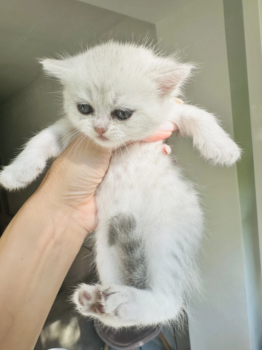 Pui fetita British Shorthair Chincila Silver 