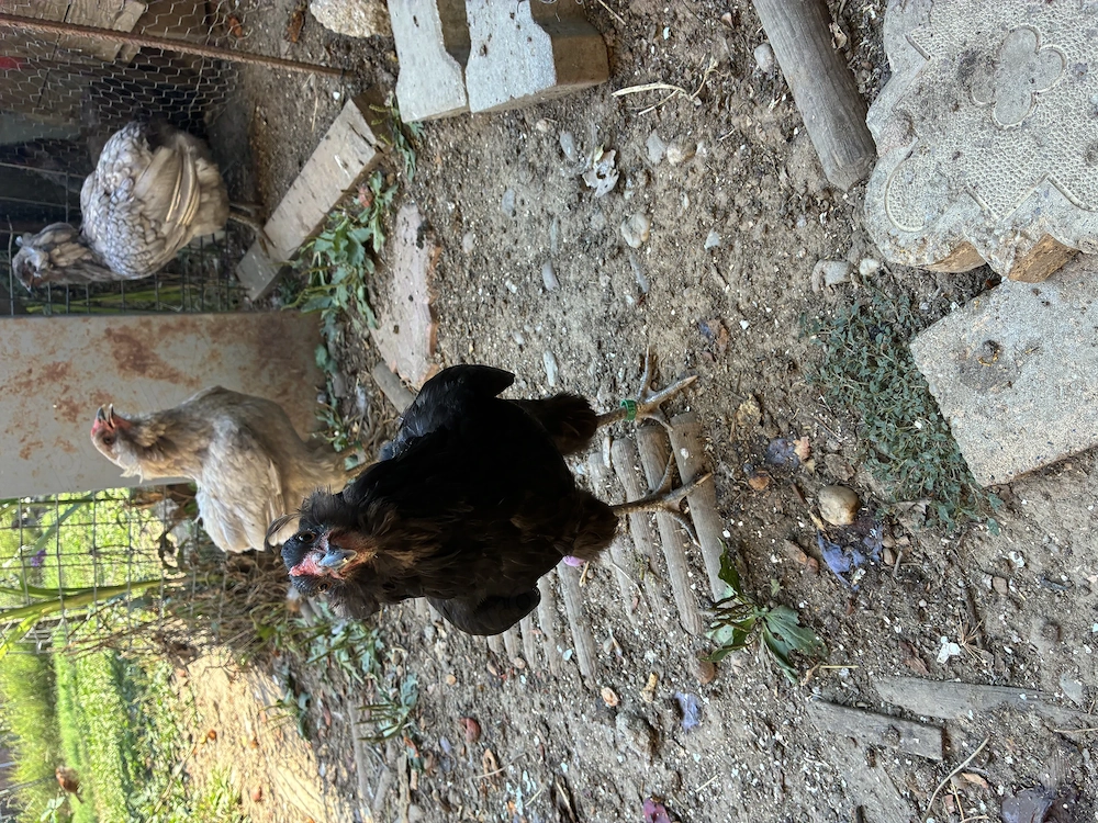 Vand pereche tanara gaini araucana
