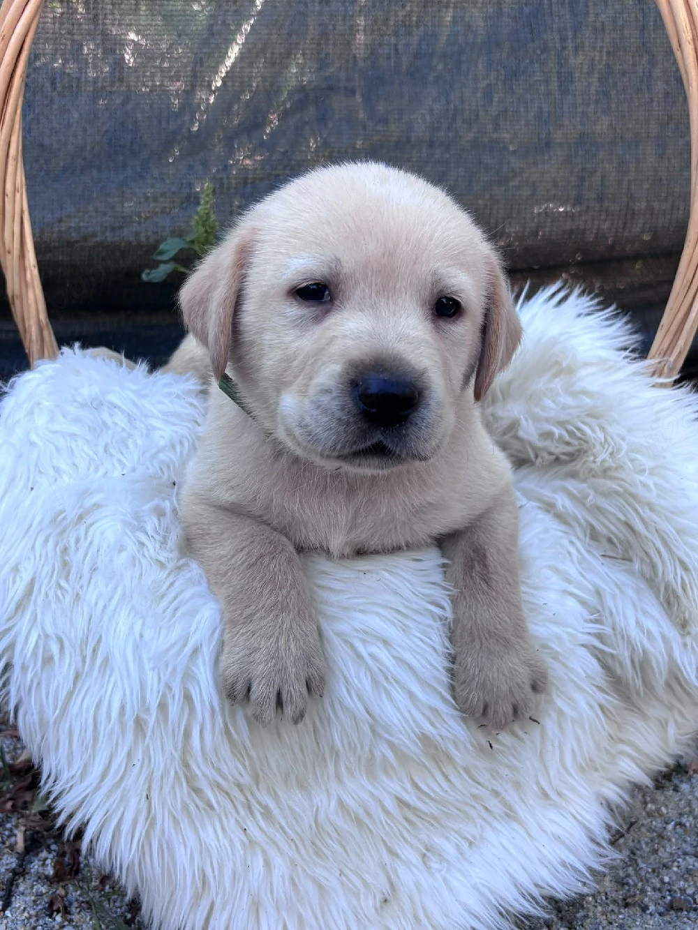 Labrador Retriever 