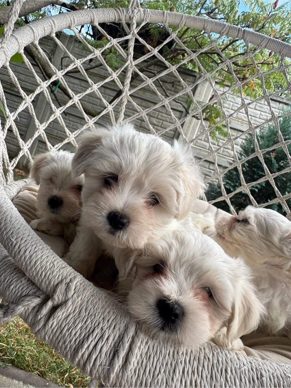 Puiuți Bichon Maltez de vânzare
