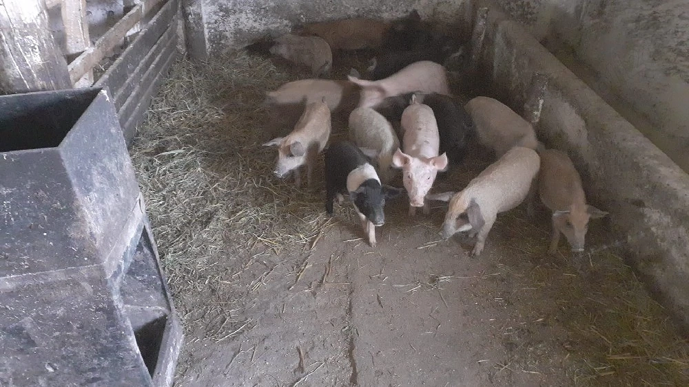 Purcei mangalița si bazna
