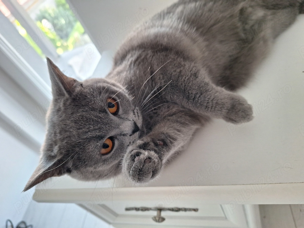 Pisică British Shorthair