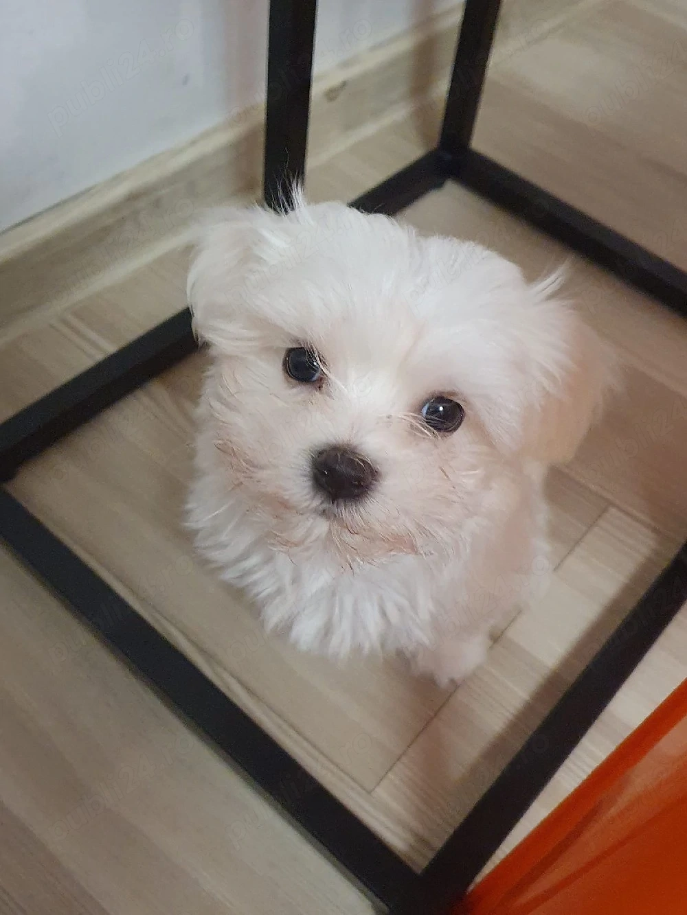 Bichon maltez mini