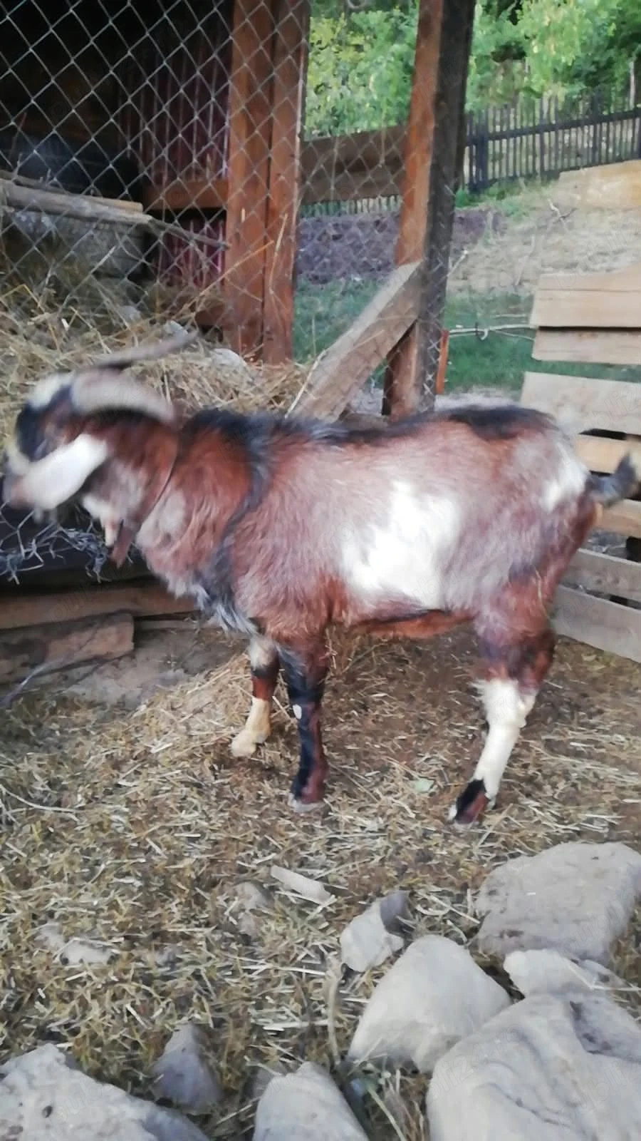 Vând țap .Detalii la Nr  
