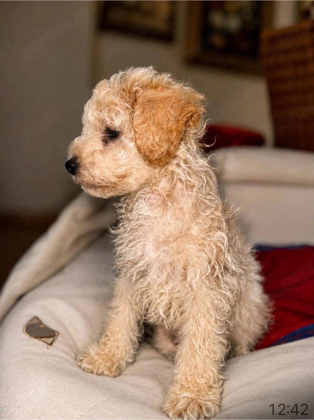 Fetiță Maltipoo micuță și foarte zglobie