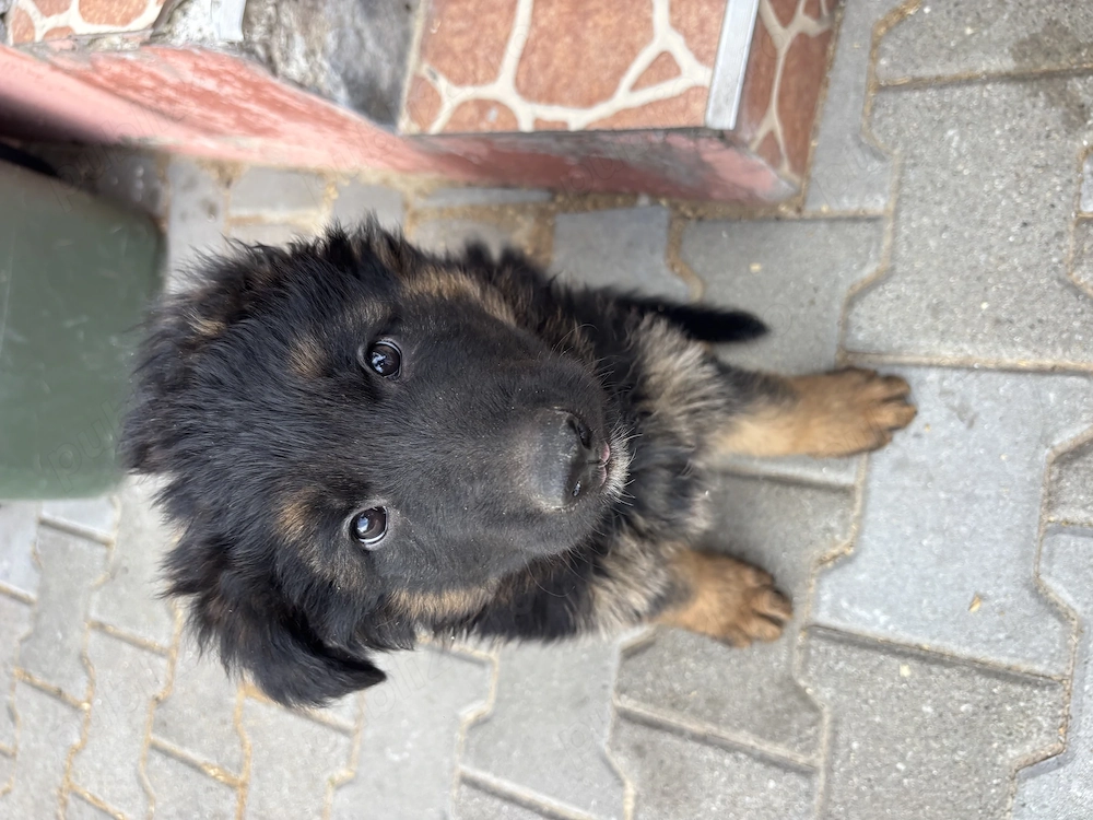 Pui Ciobănesc German