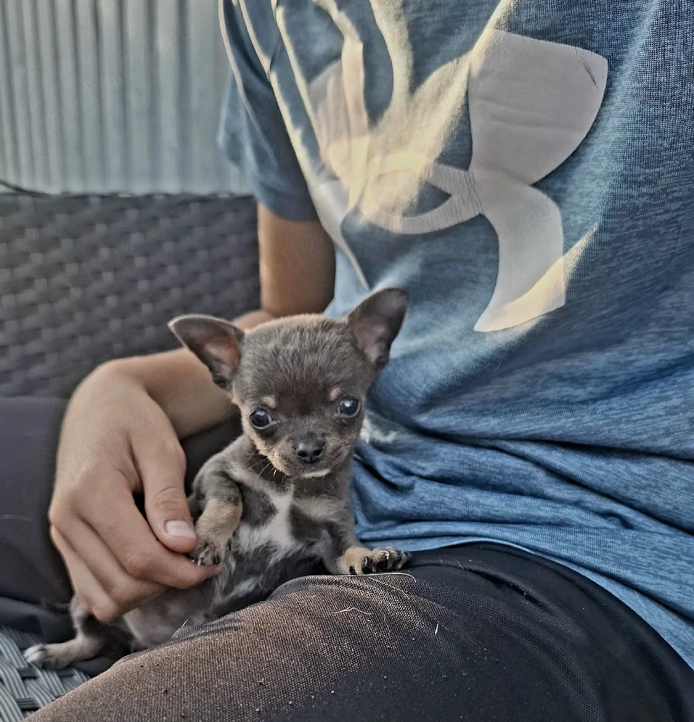 micro toy chihuahua mascul