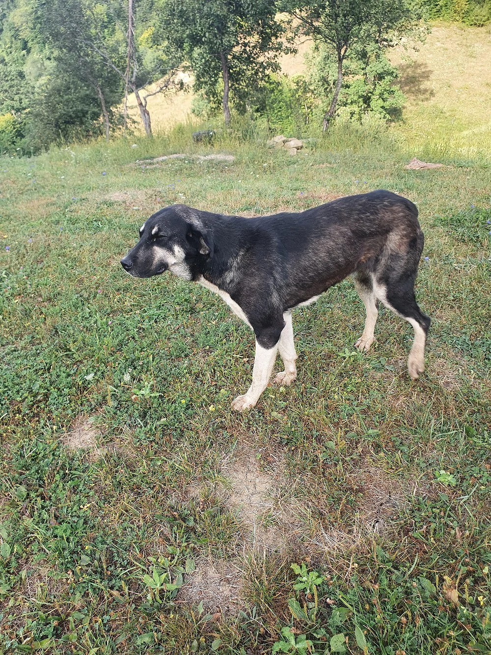 Rasă de căine kangal