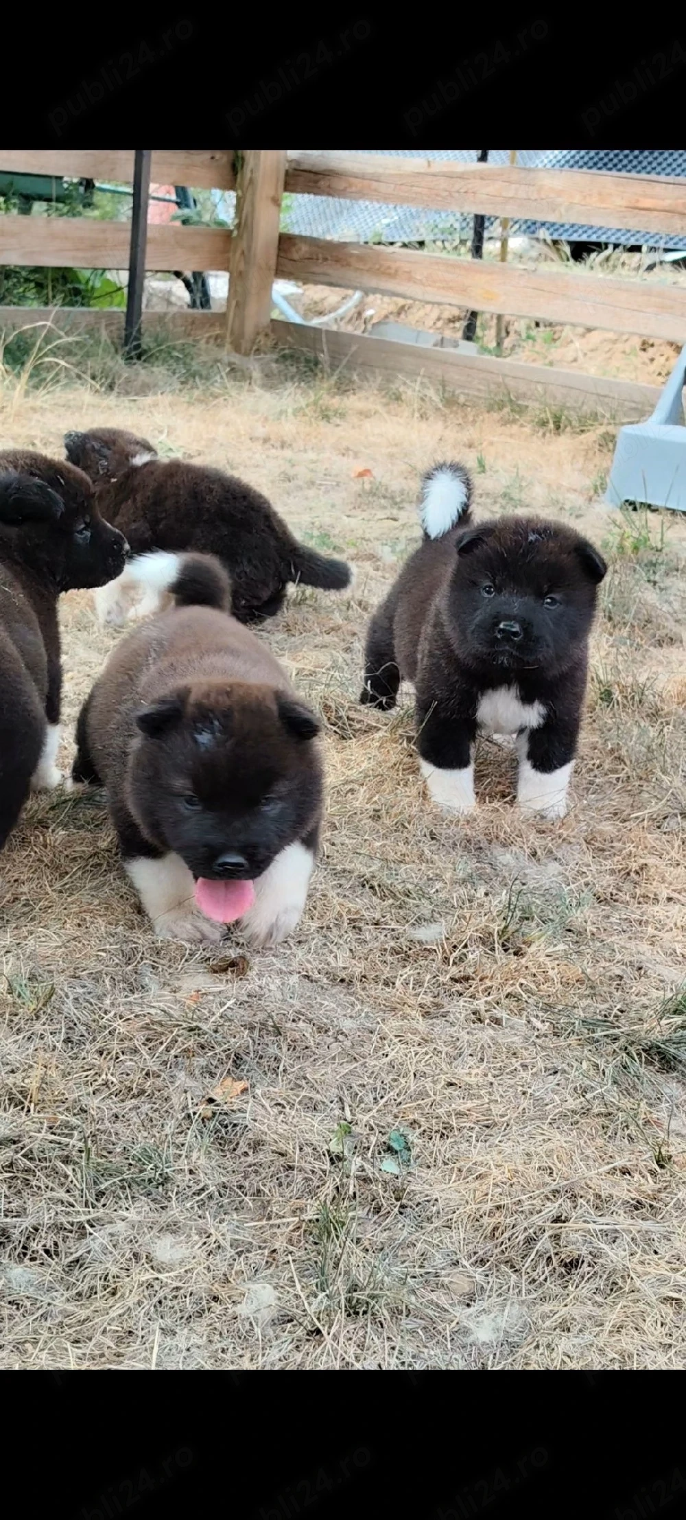 akita american