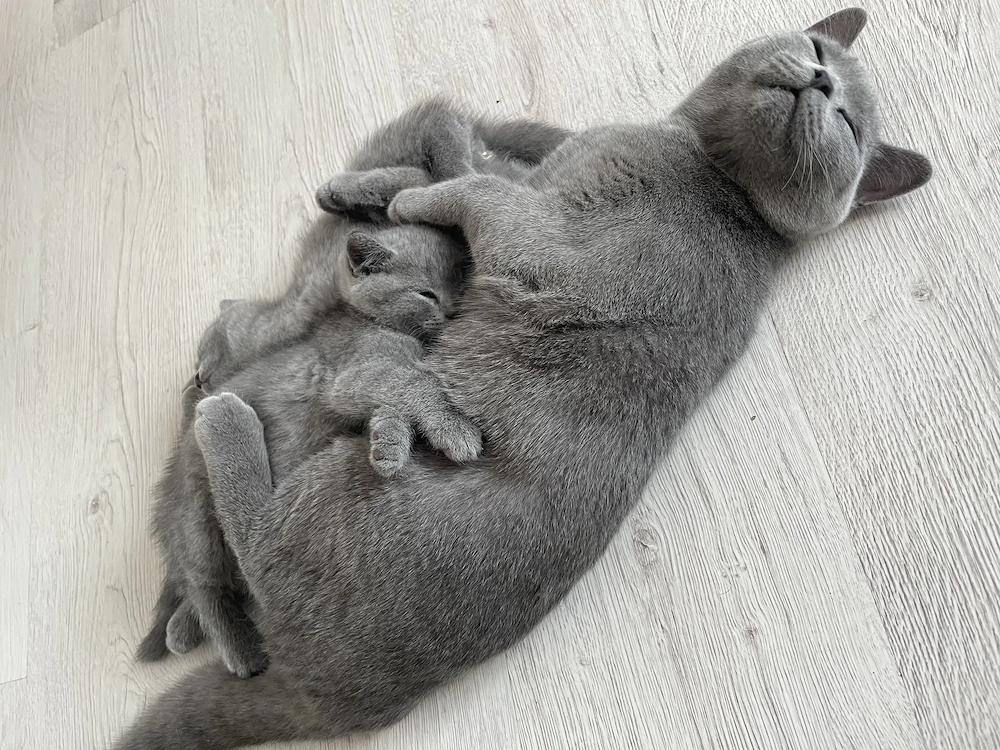 Pisici Blue british shorthair 