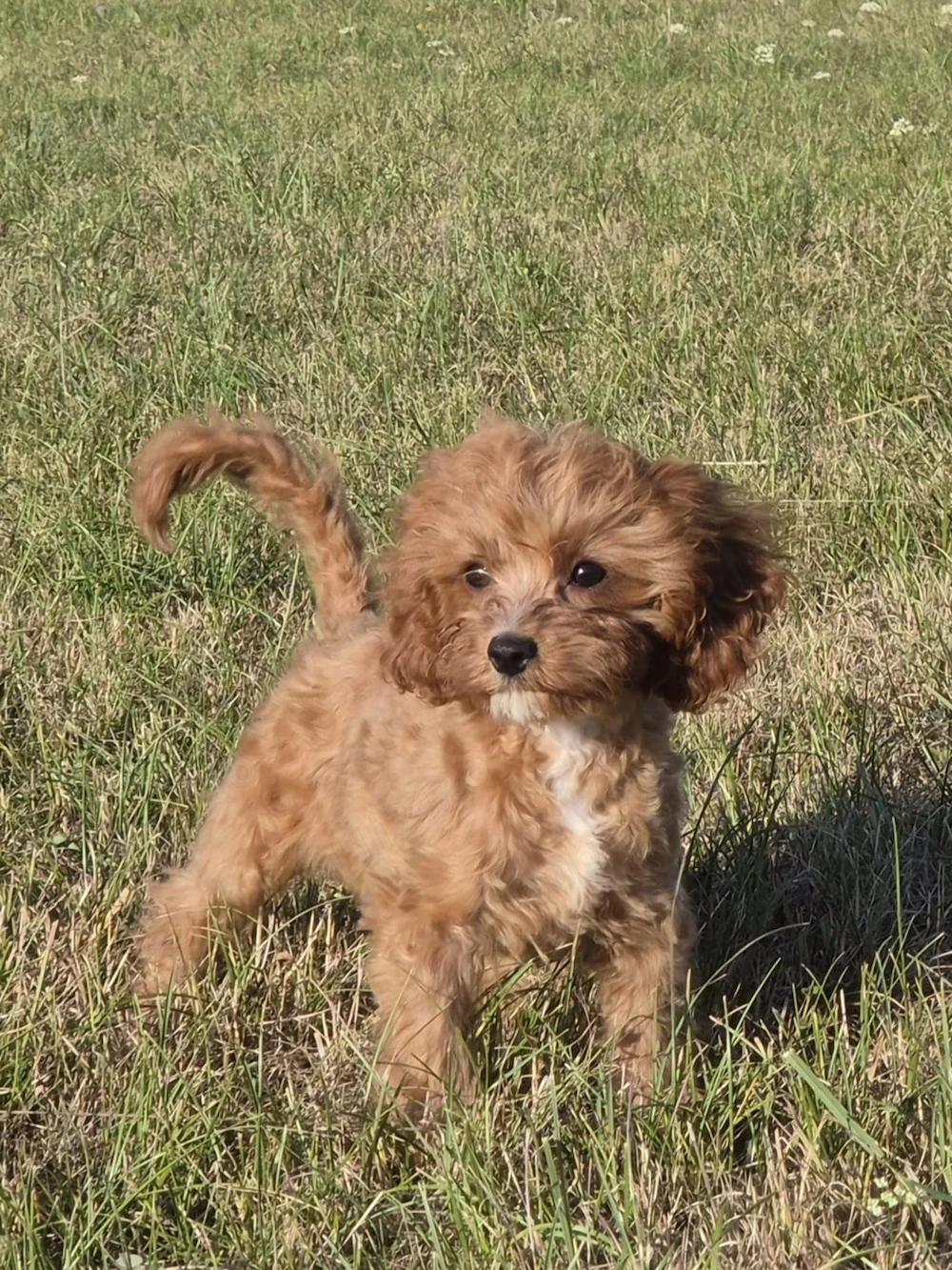Cavapoo fetita 