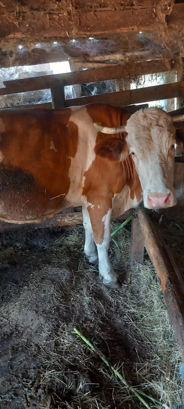 Vand vaca gestanta în 4 luni