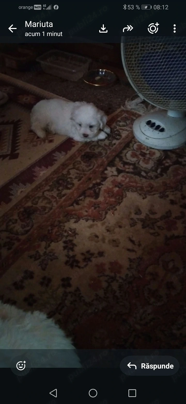 Vânzare pui bichon maltez 
