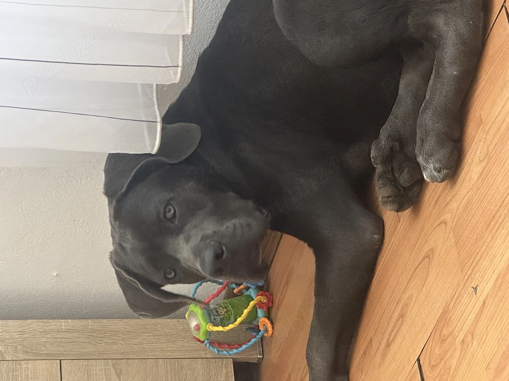 Caine cane corso mascul