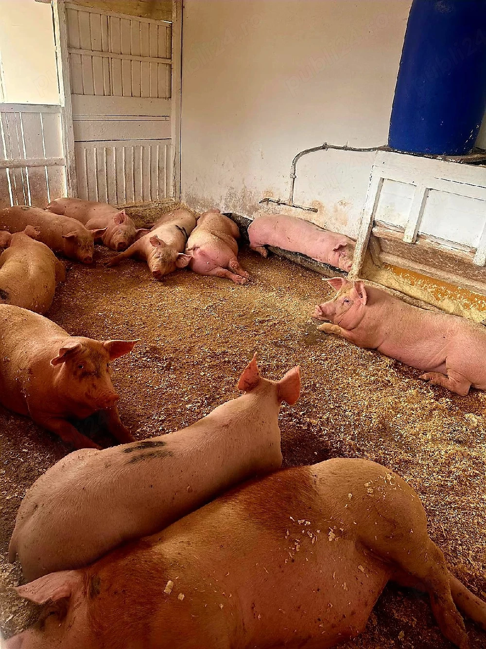 Vand Porci mari de Carne 
