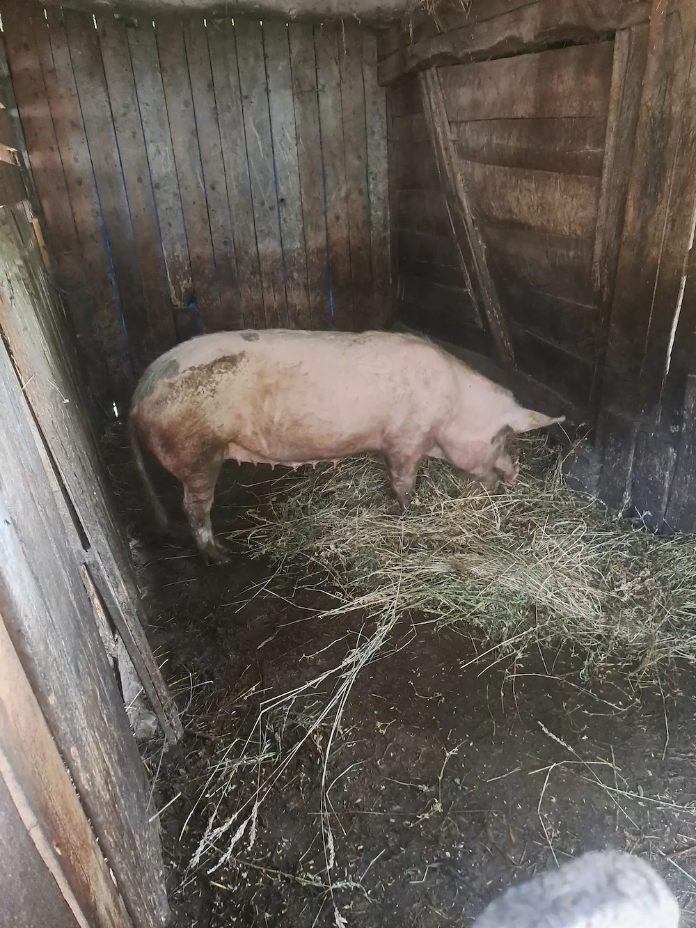  de vânzare
