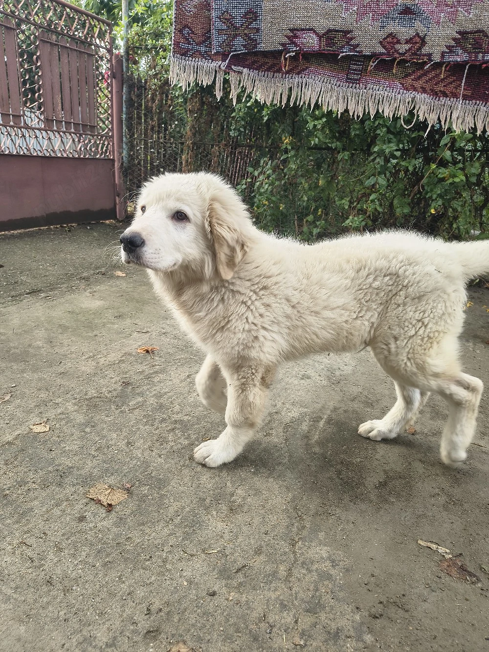golden retriever 