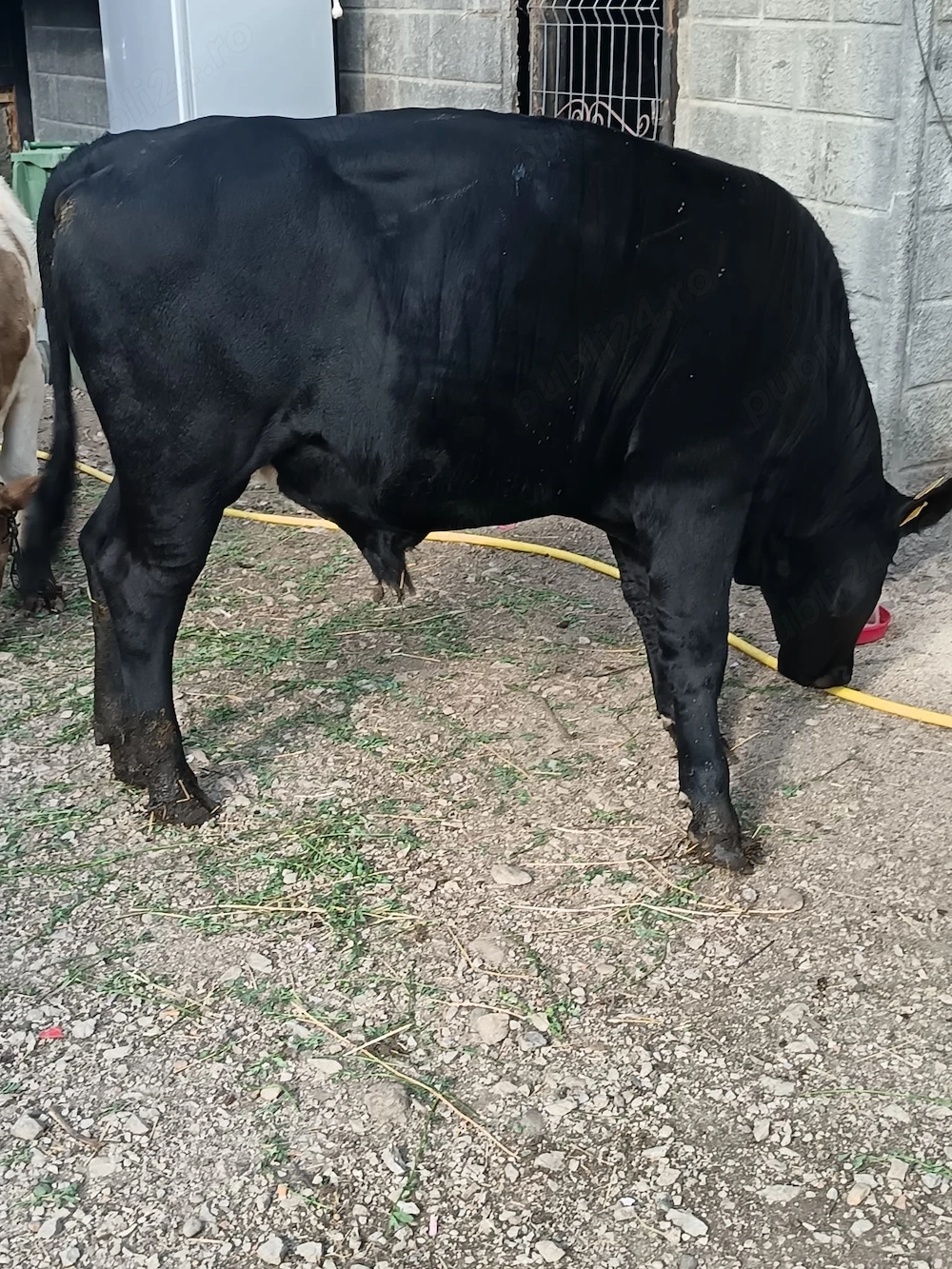 Vand taur angus m ai multe detalii la telefon