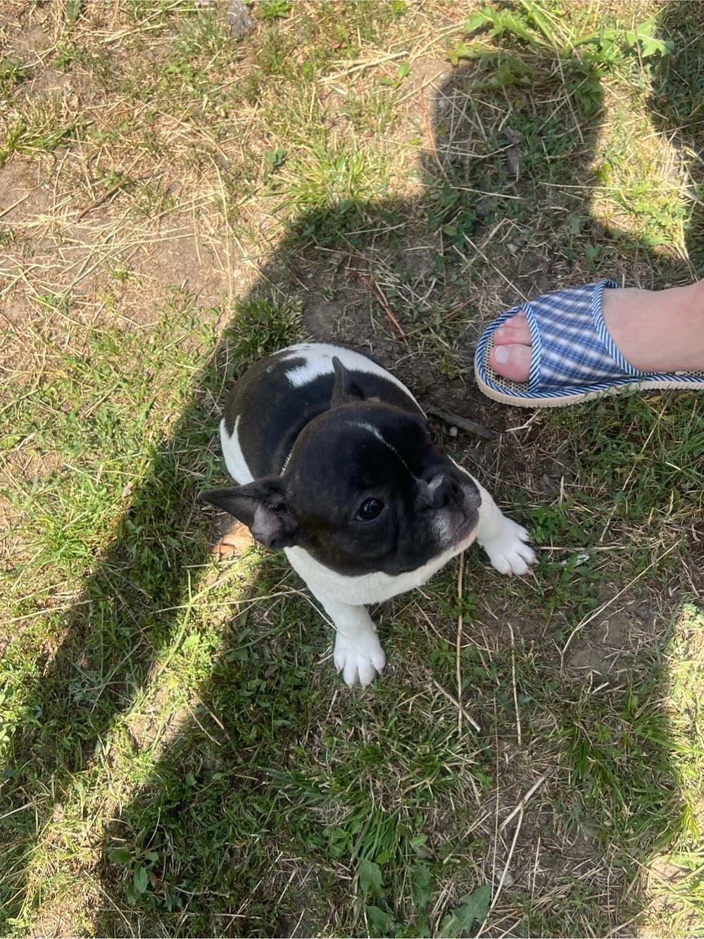 bulldogi francezi