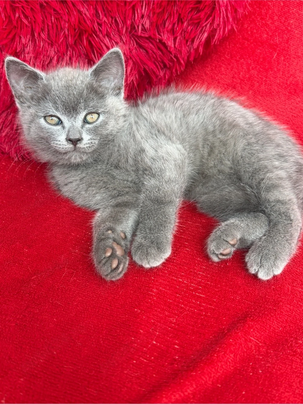 British Shorthair Blue
