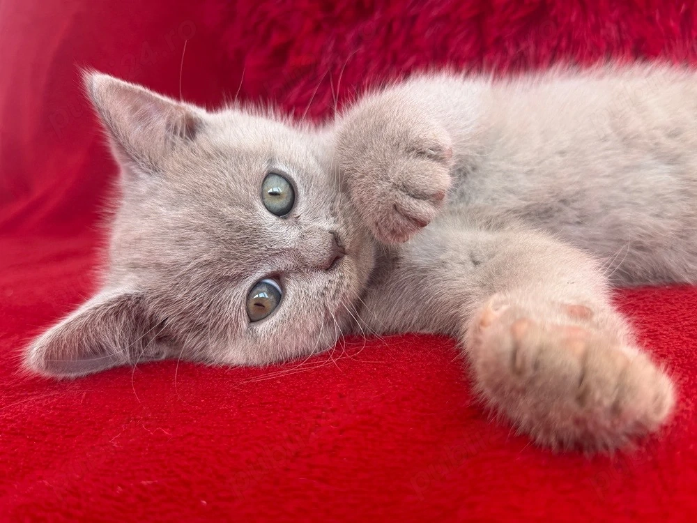 British Shorthair