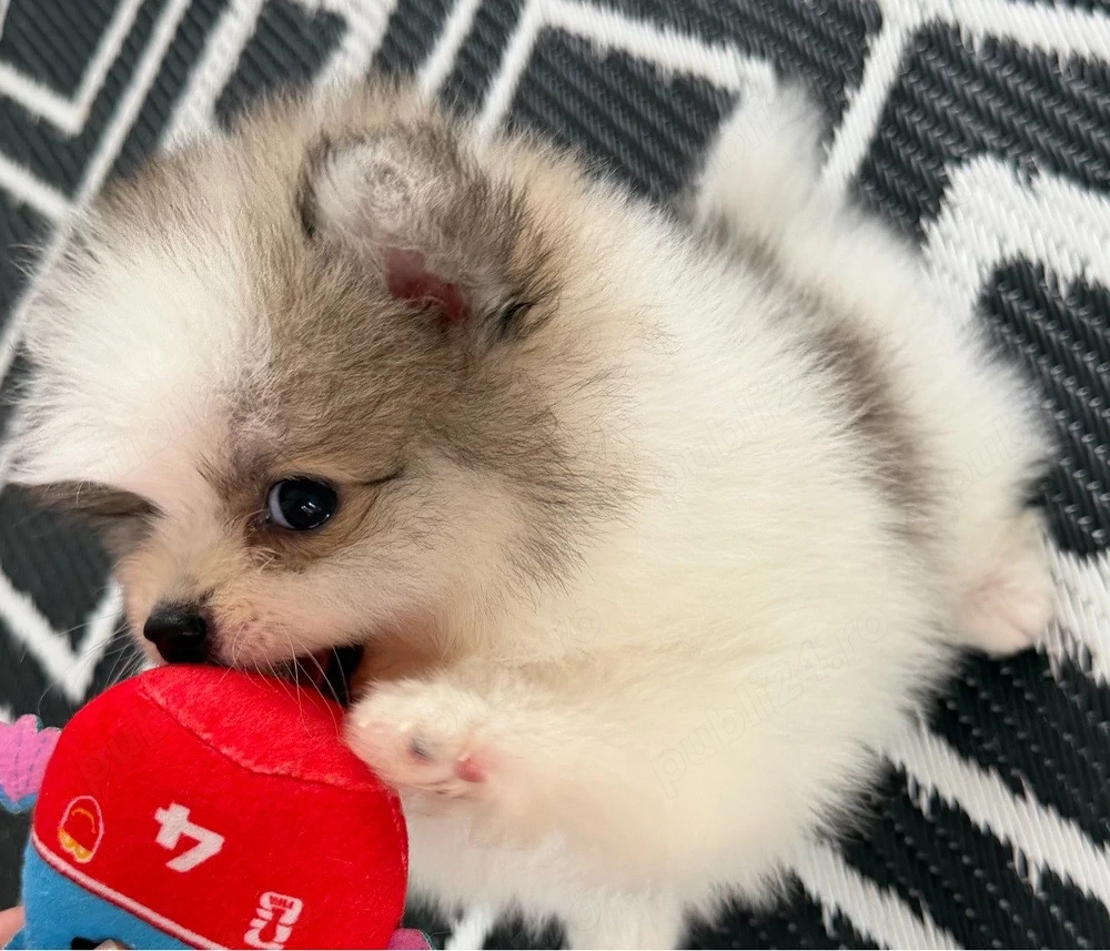pomeranian parti color superb 