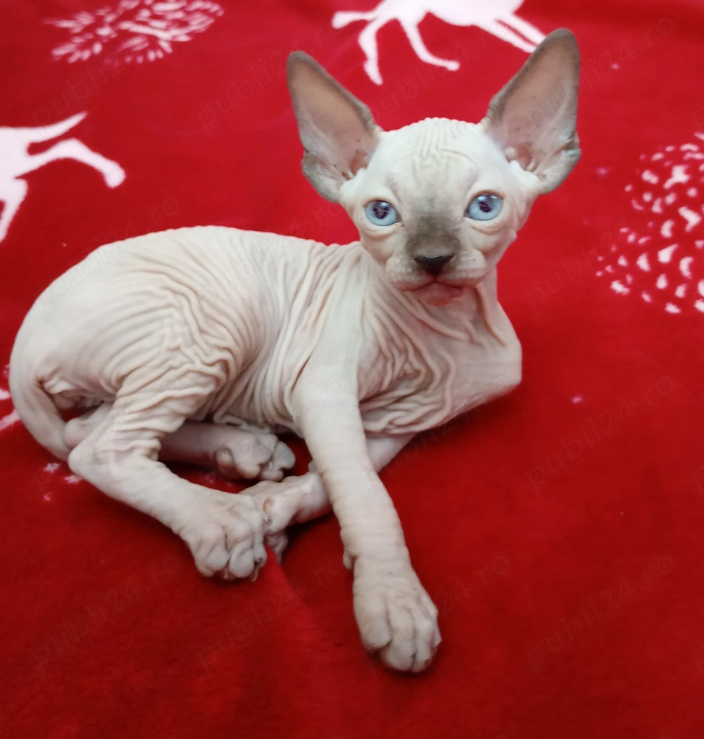 Vand pui Sphinx 
