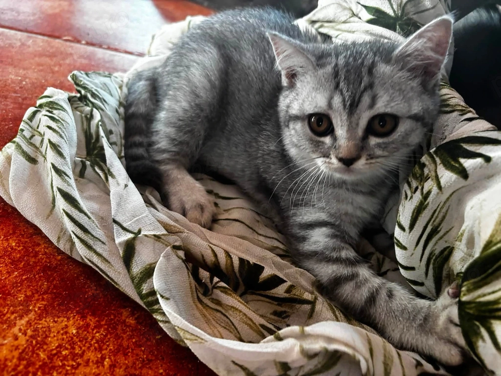 Pui British Shorthair 