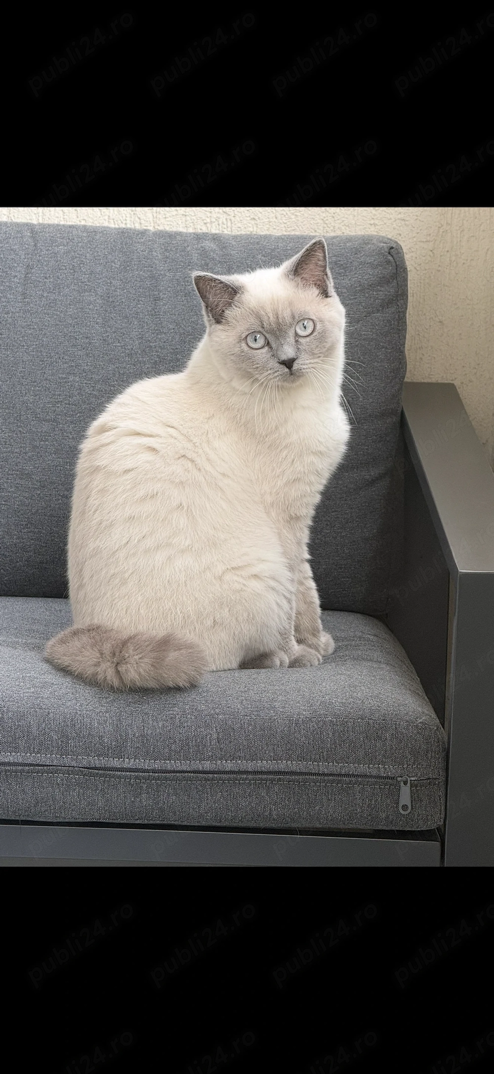Motan British Shorthair 