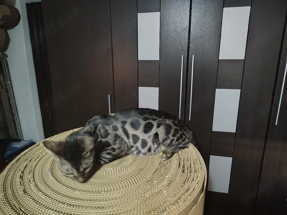 Bengal femela .