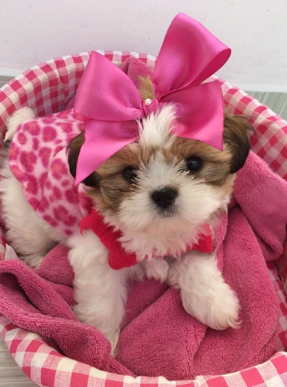 Shih tzu puiuți