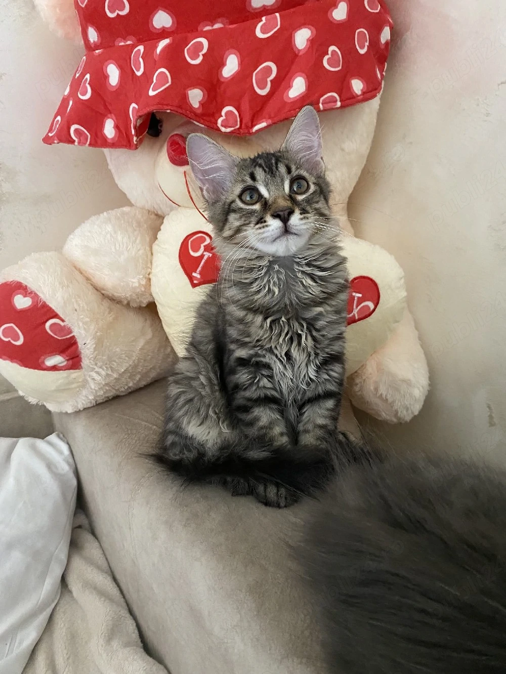 Maine coon puiuți