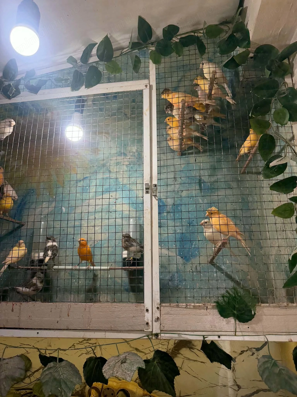 De vînzare canari timbrado tineret 2026 