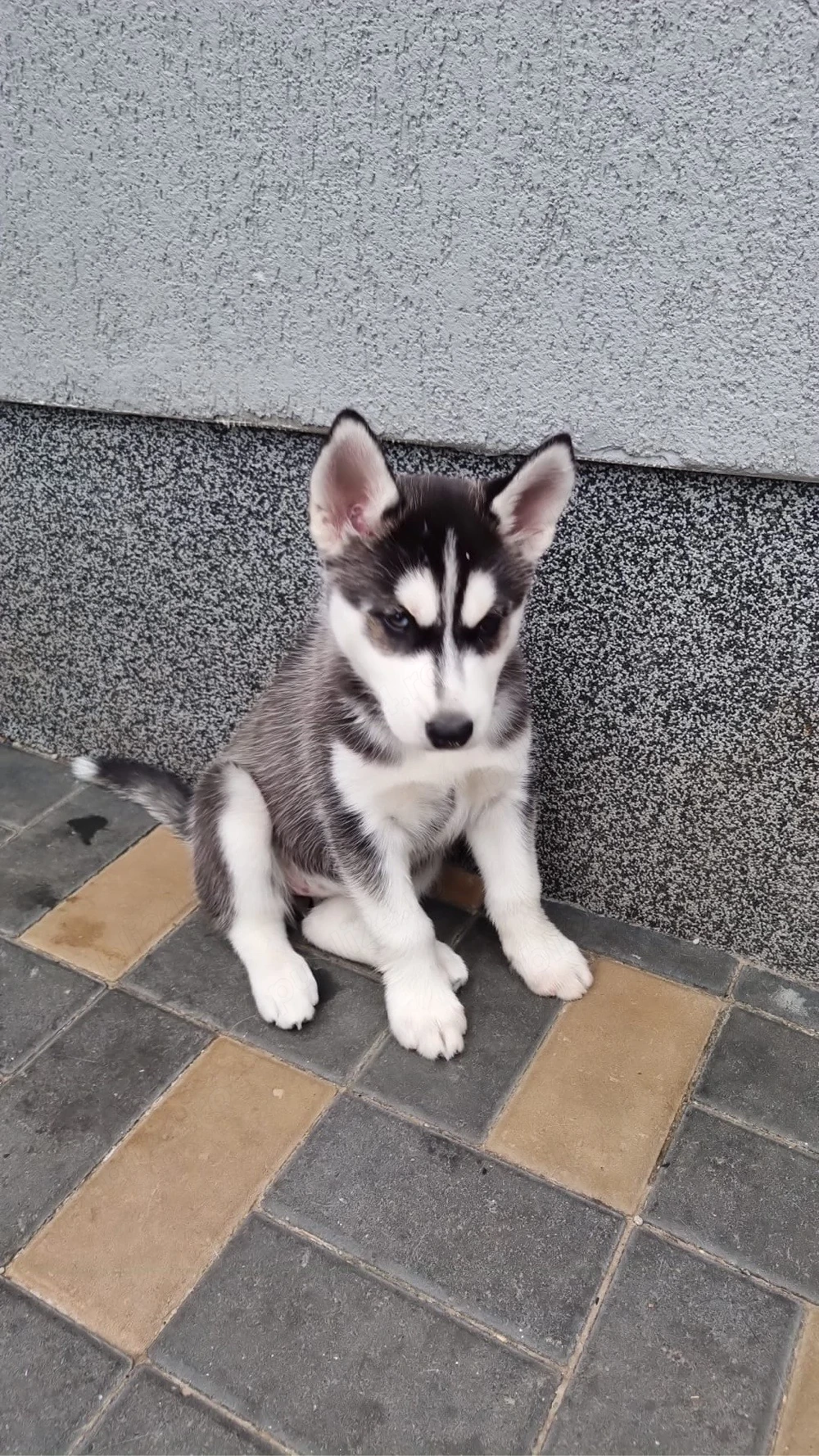 pui husky siberian 8 sapmani fetiță