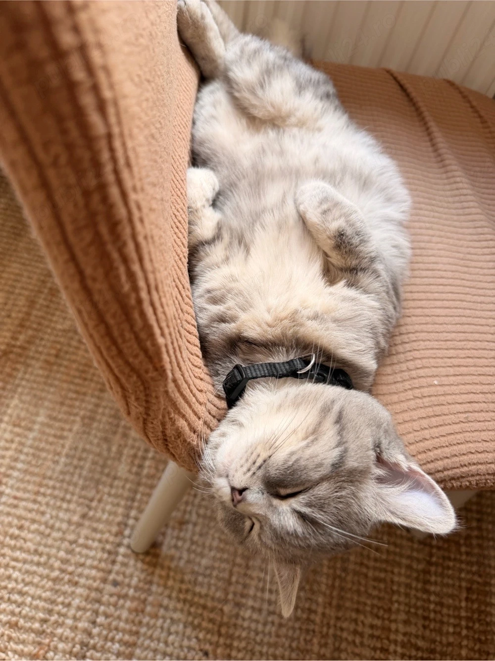 British Shorthair, 6 luni + accesorii + 6 kg hrană