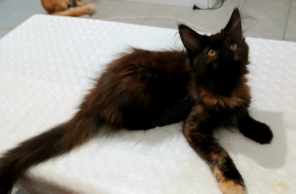 Vand 2 fetite Maine Coon 