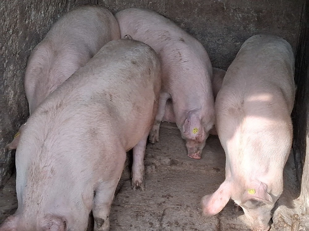 porci pentru sacrificat 