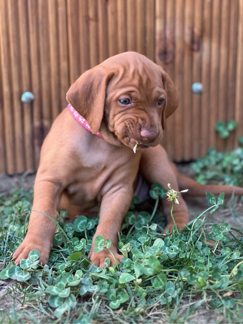 Catei Vizsla maghiara disponibili in curand