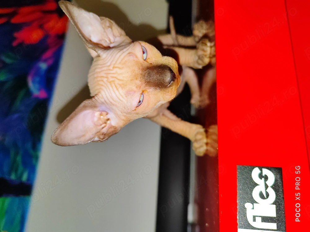 Sphinx Sfinx Sphynx 