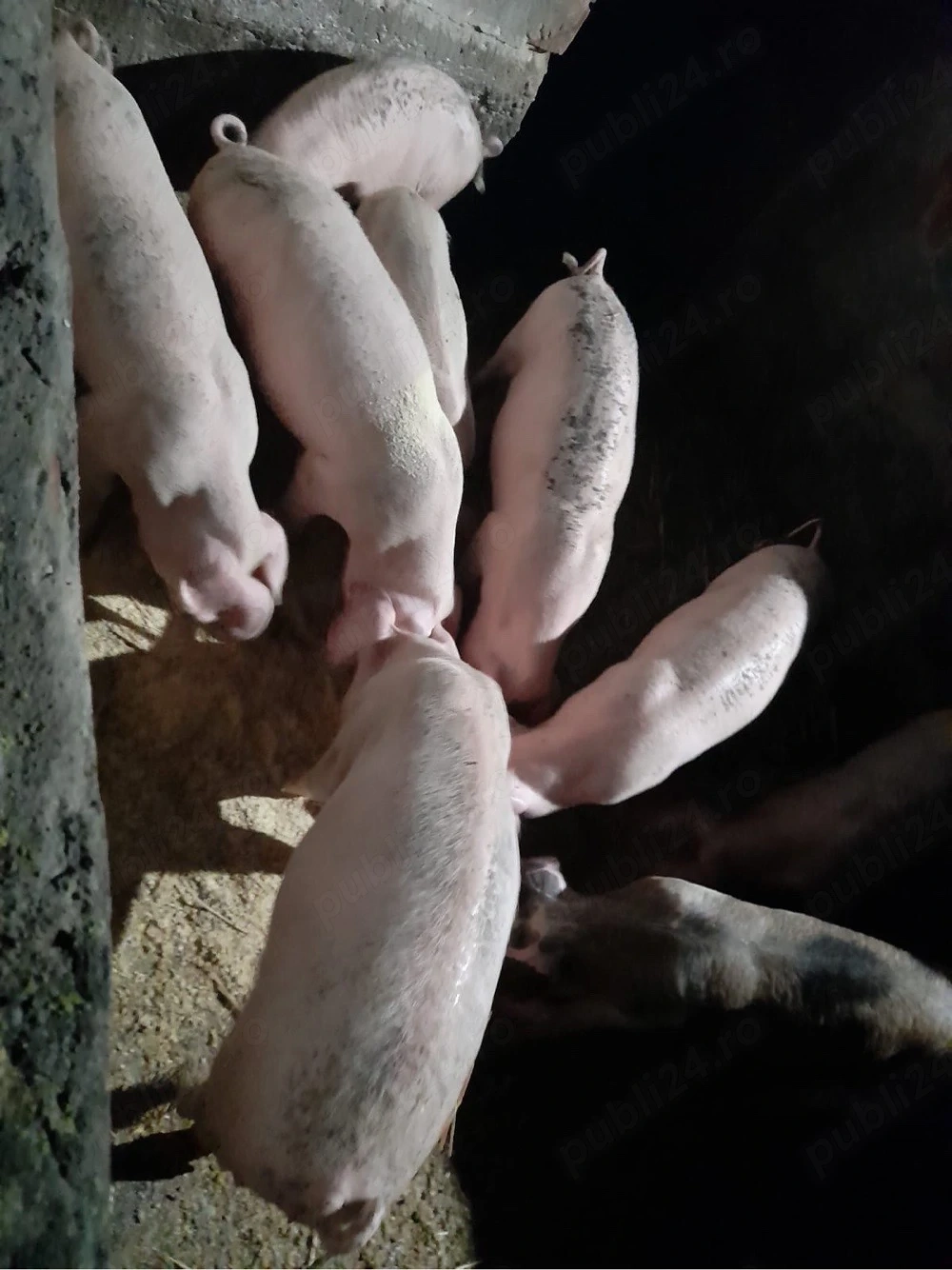 purcei landrace de vanzare