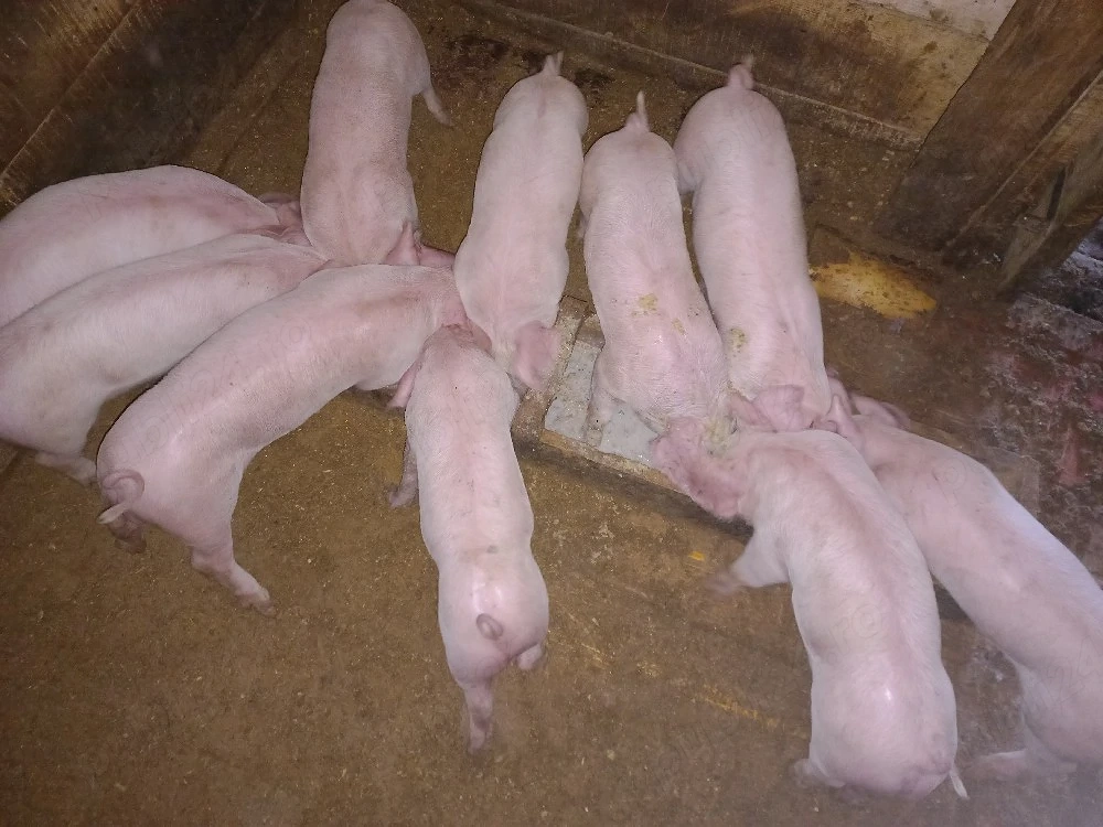 purceii de vânzare 6 săptămânii