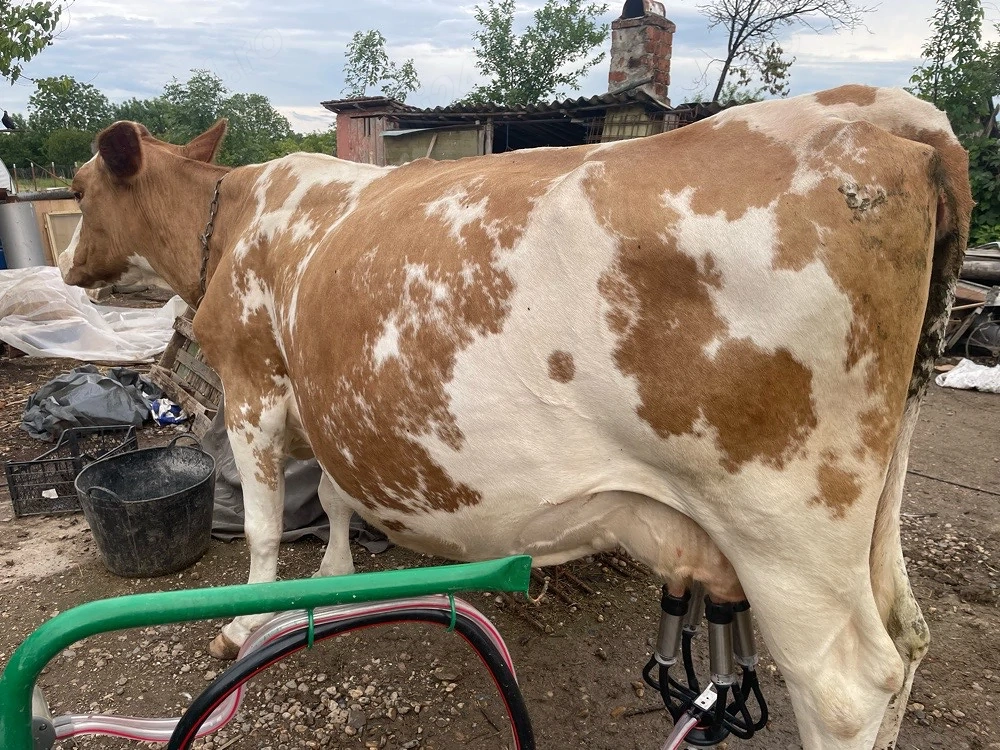 Vaca Red Holstein si aparat de muls