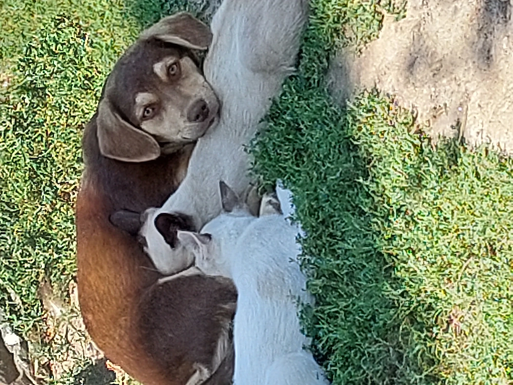 Cățeluș Pekinez 