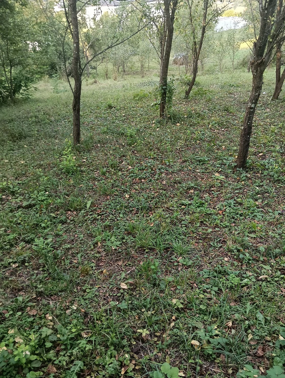 Vand urgent 1500 de metri pătrați pamant 
